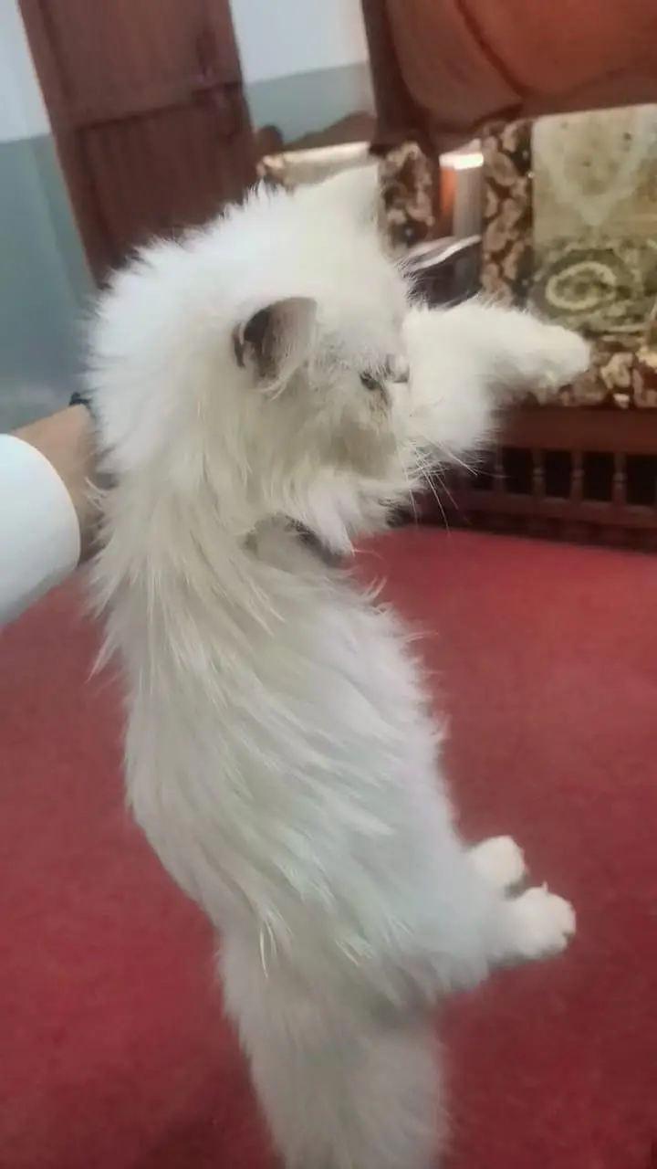 Persian cat — photo 2