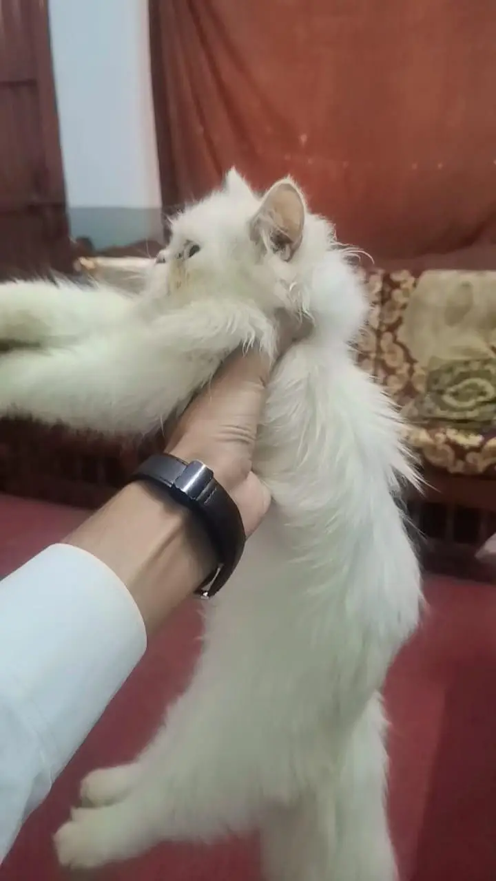 Persian cat — photo 3