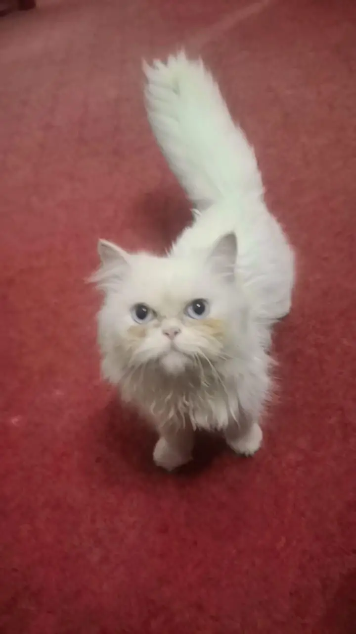 Persian cat — photo 4