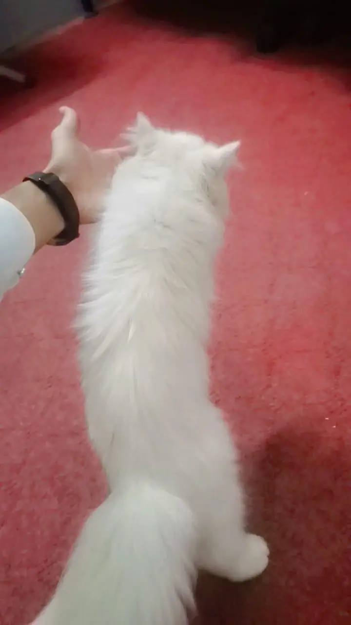 Persian cat — photo 5