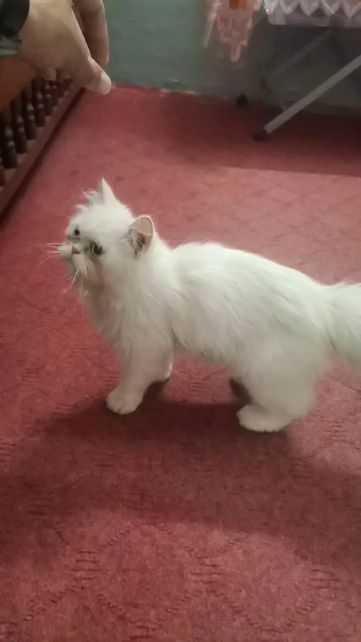 Persian cat — photo 6