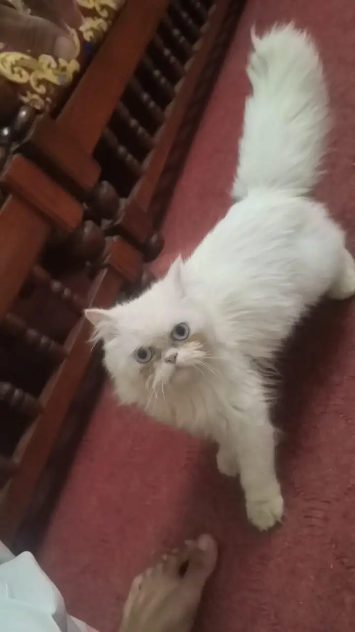 Persian cat — photo 7