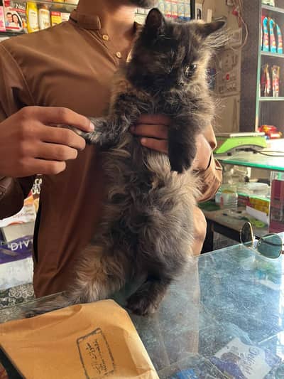 beautiful cat