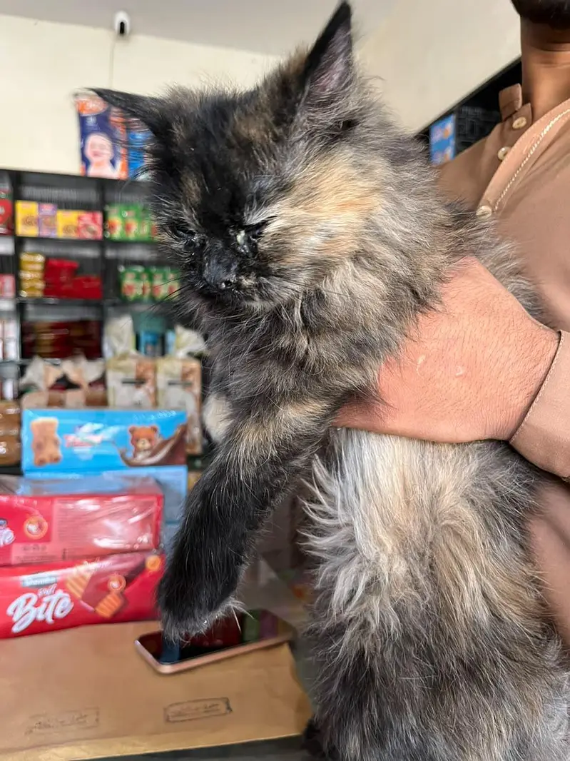 beautiful cat — photo 3