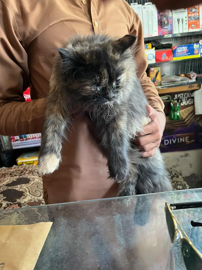 beautiful cat — photo 4
