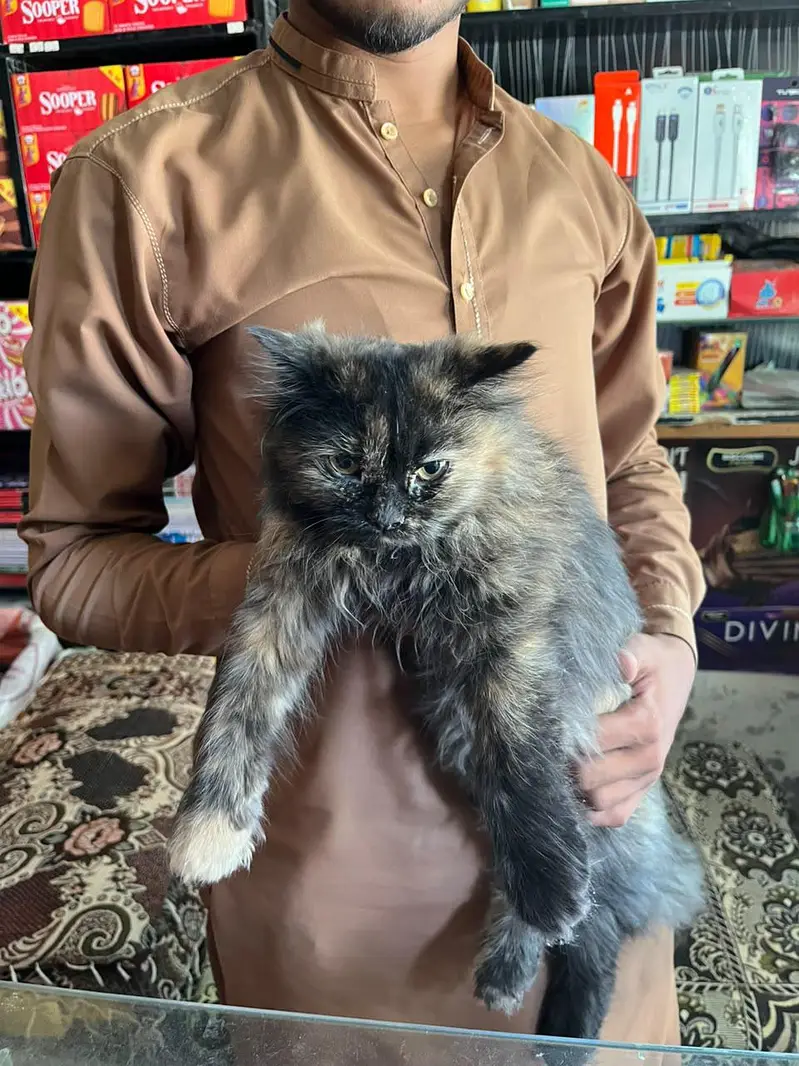 beautiful cat — photo 5