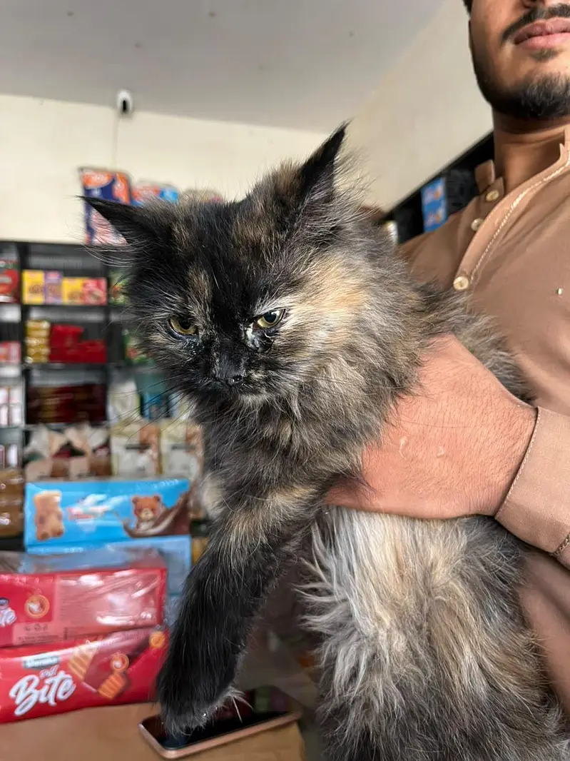 beautiful cat — photo 6
