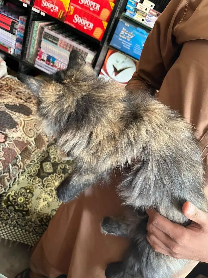 beautiful cat — photo 8