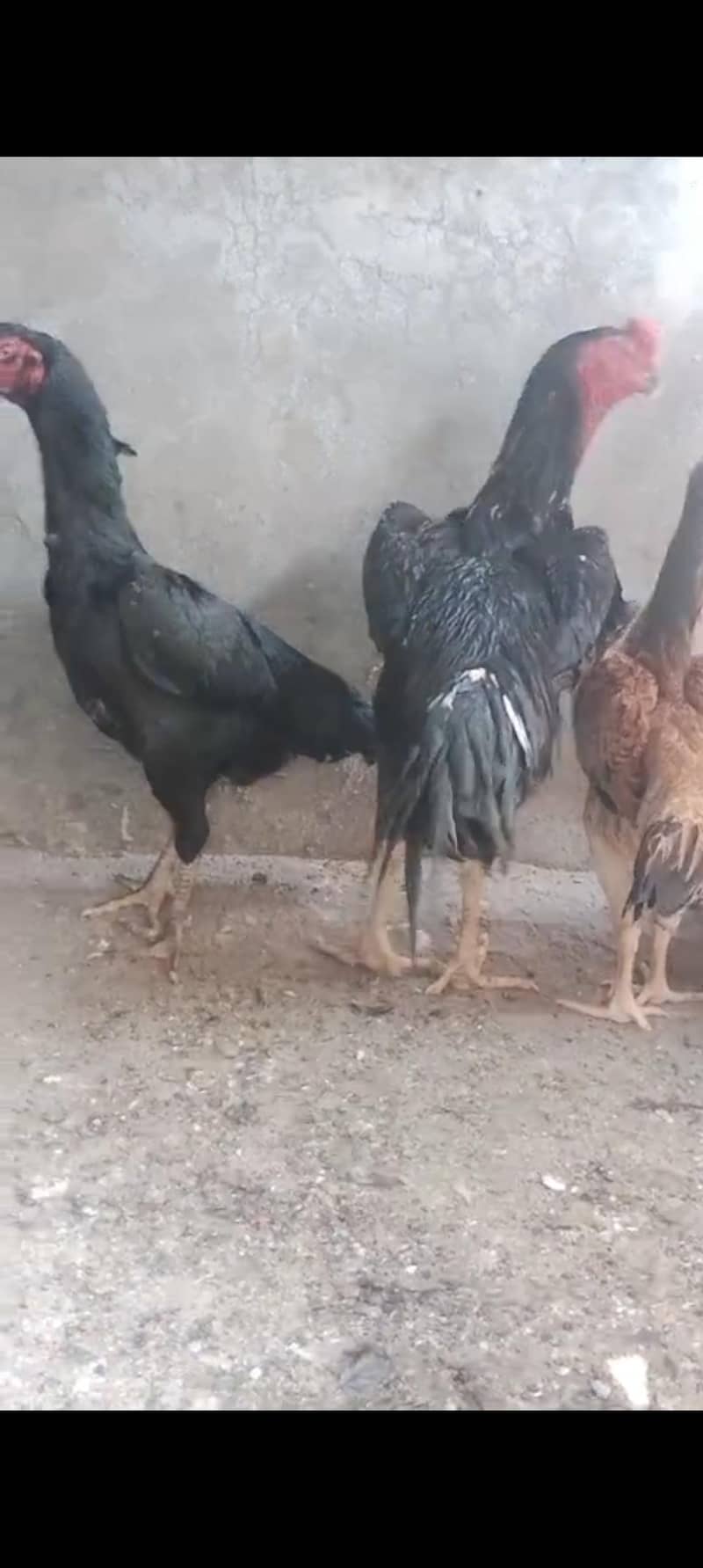 black shamo pair 2