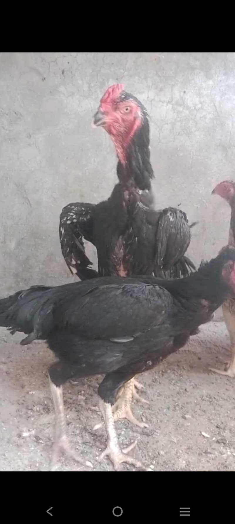 black shamo pair 3