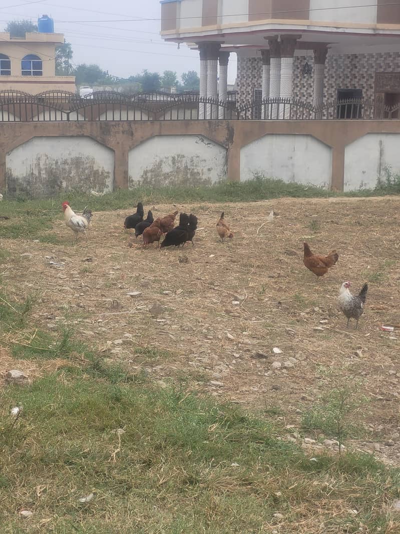 Australorp RiR 0