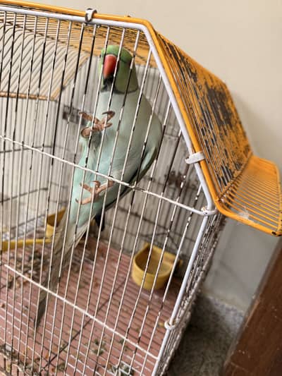 1 blue ringneck and 1 yellow ringneck handtamed