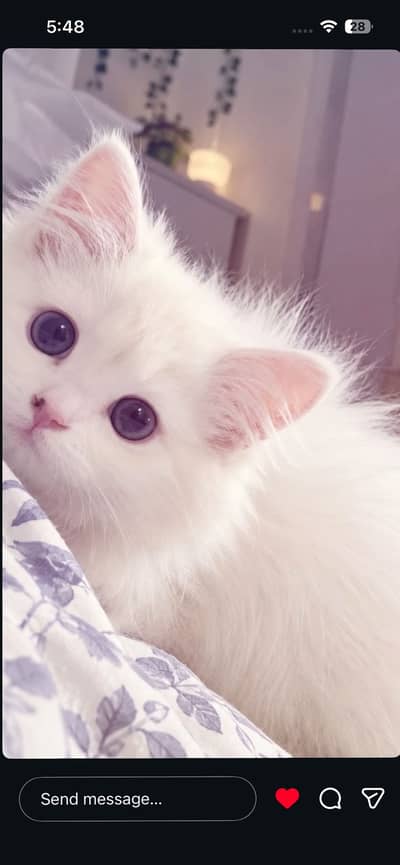 Persian male kitten