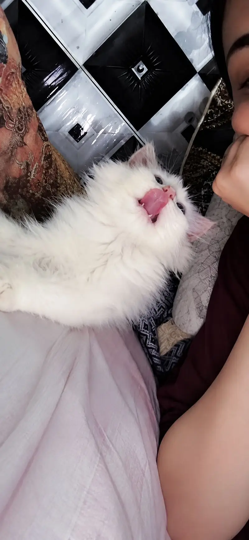 Persian male kitten — photo 2