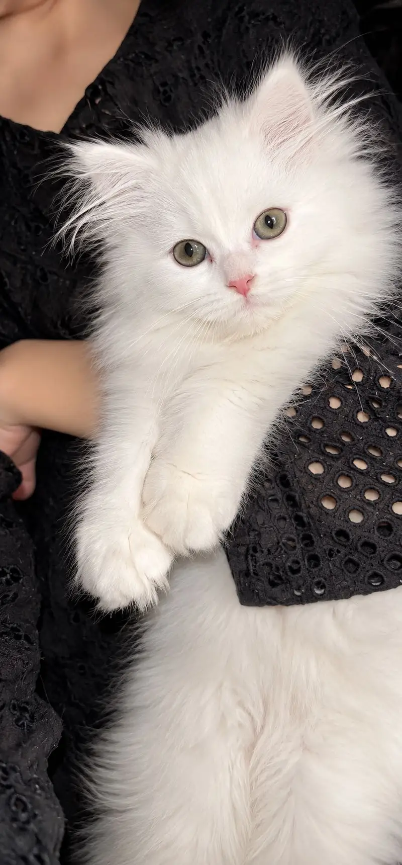Persian male kitten — photo 3
