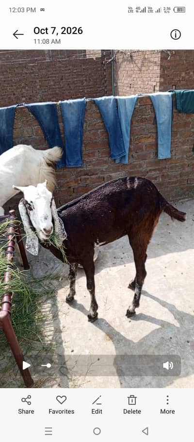 Bakra bakri bachay sale