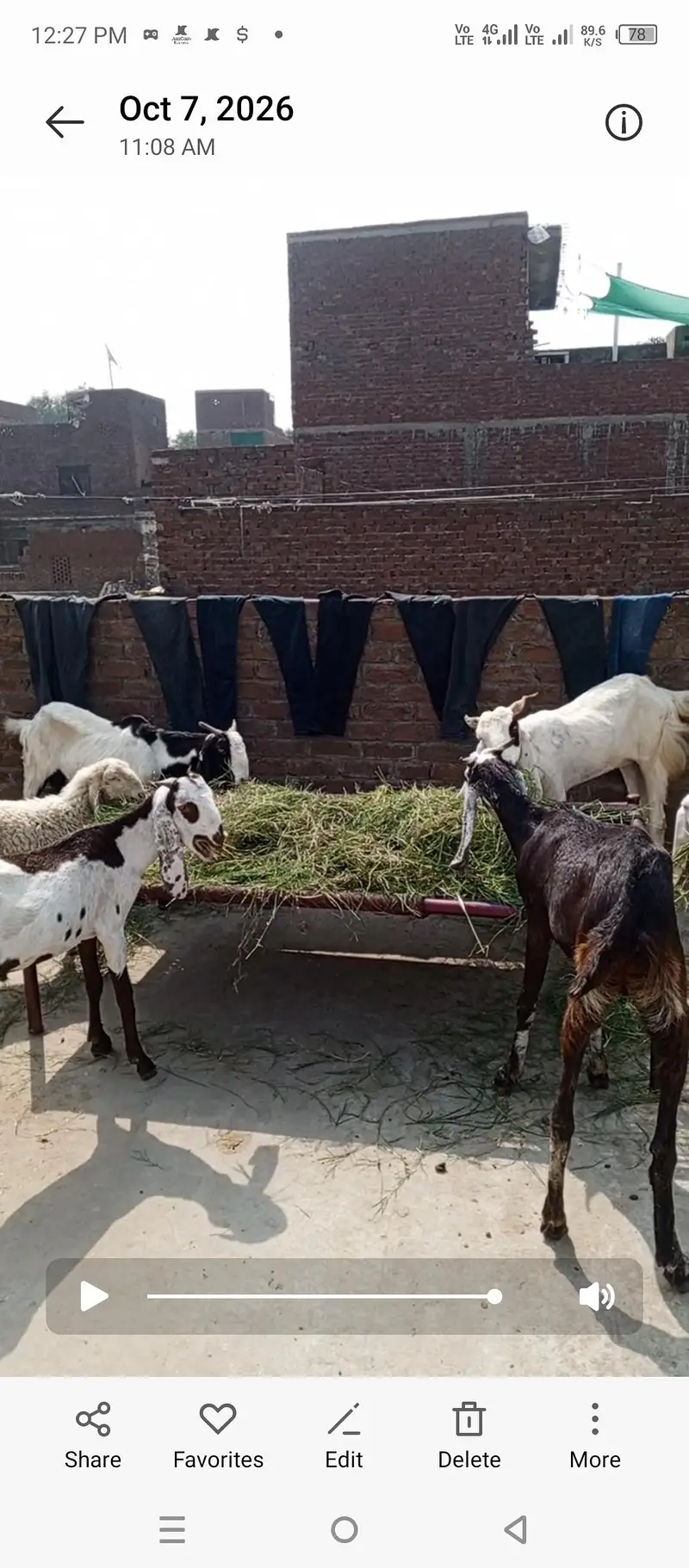 Bakra bakri bachay sale — photo 2