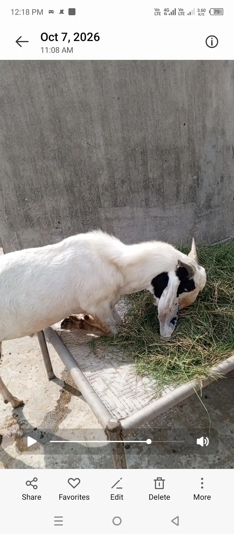 Bakra bakri bachay sale — photo 3