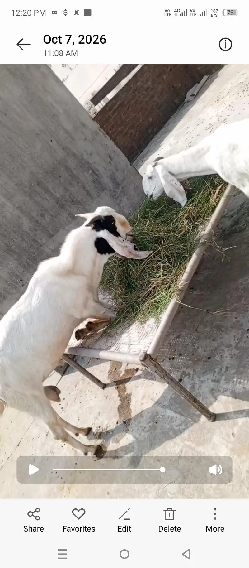 Bakra bakri bachay sale — photo 4