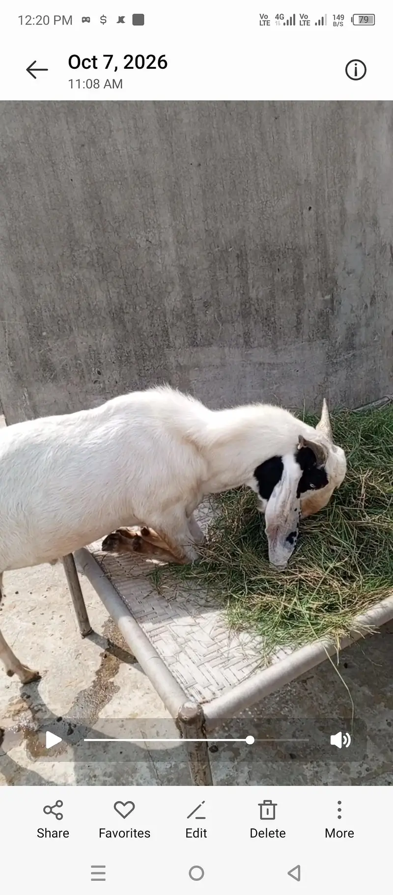 Bakra bakri bachay sale — photo 5