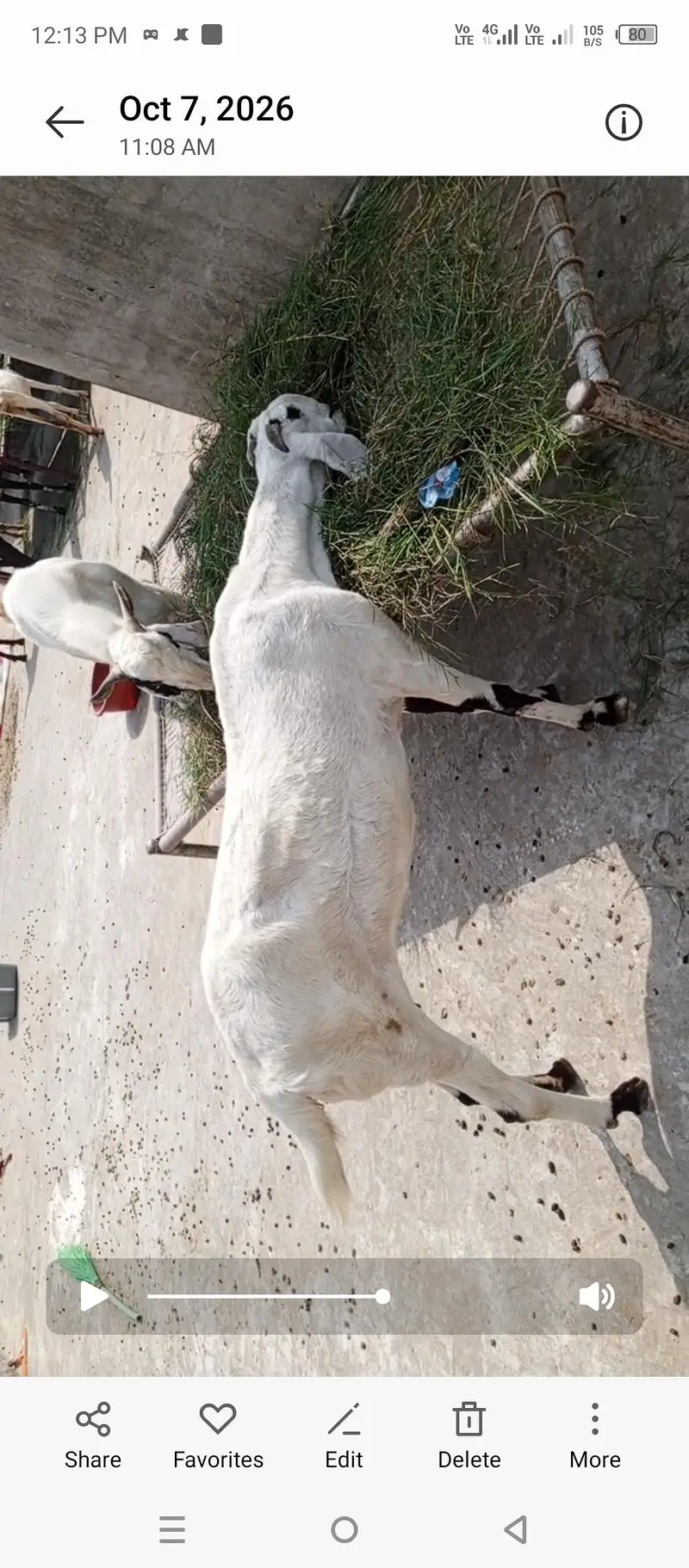 Bakra bakri bachay sale — photo 6