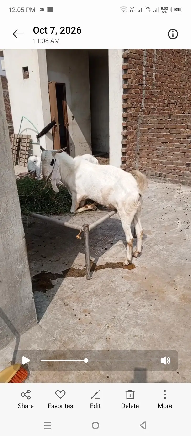 Bakra bakri bachay sale — photo 7