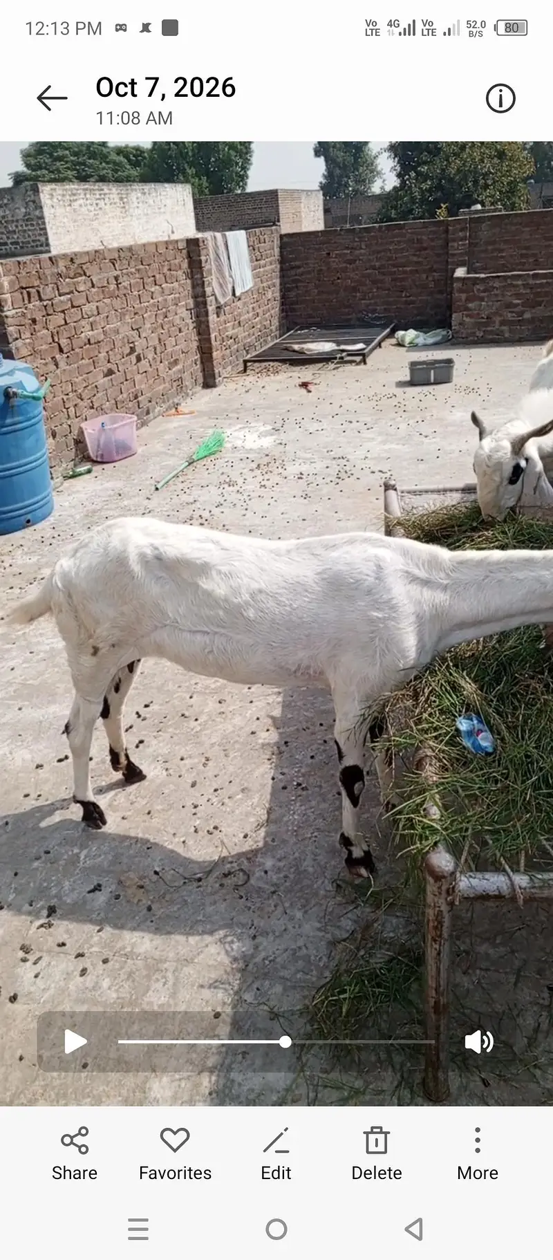 Bakra bakri bachay sale — photo 8