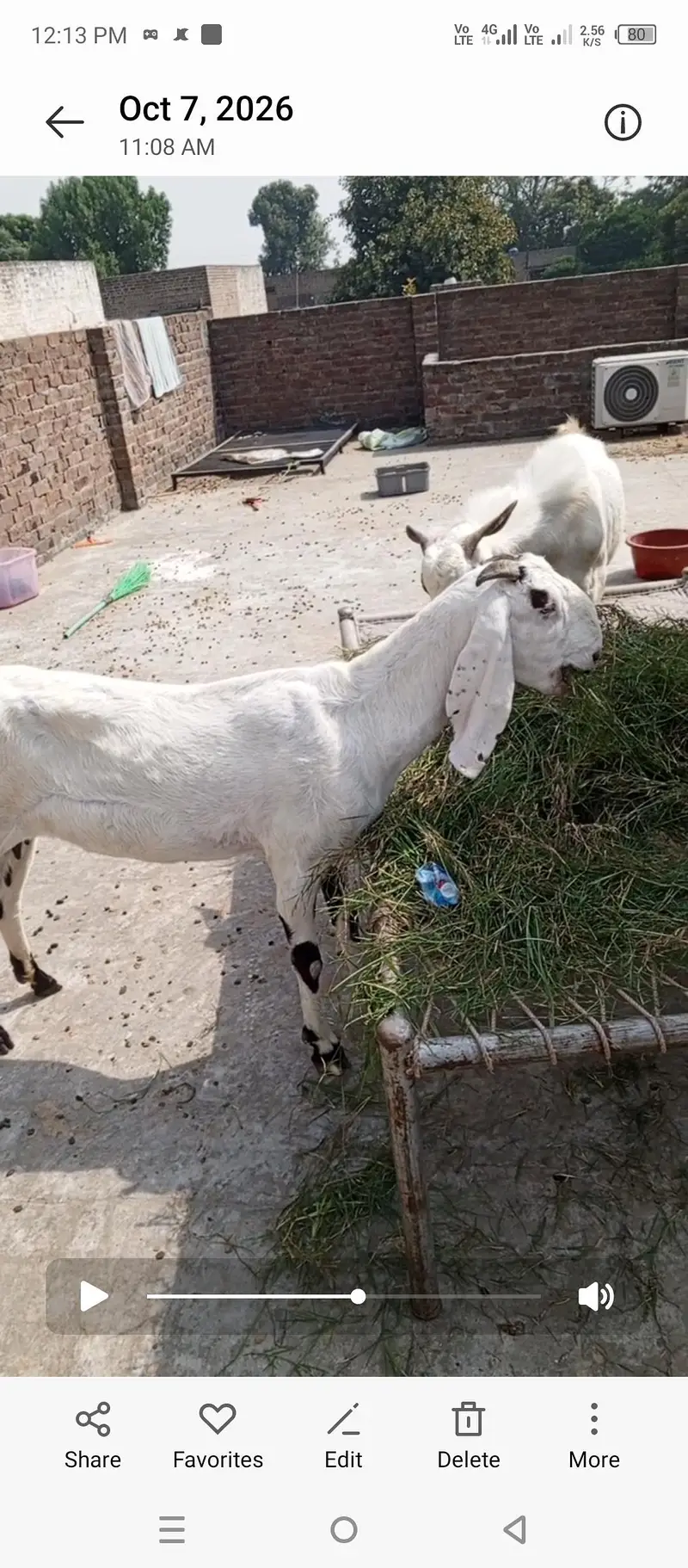 Bakra bakri bachay sale — photo 9