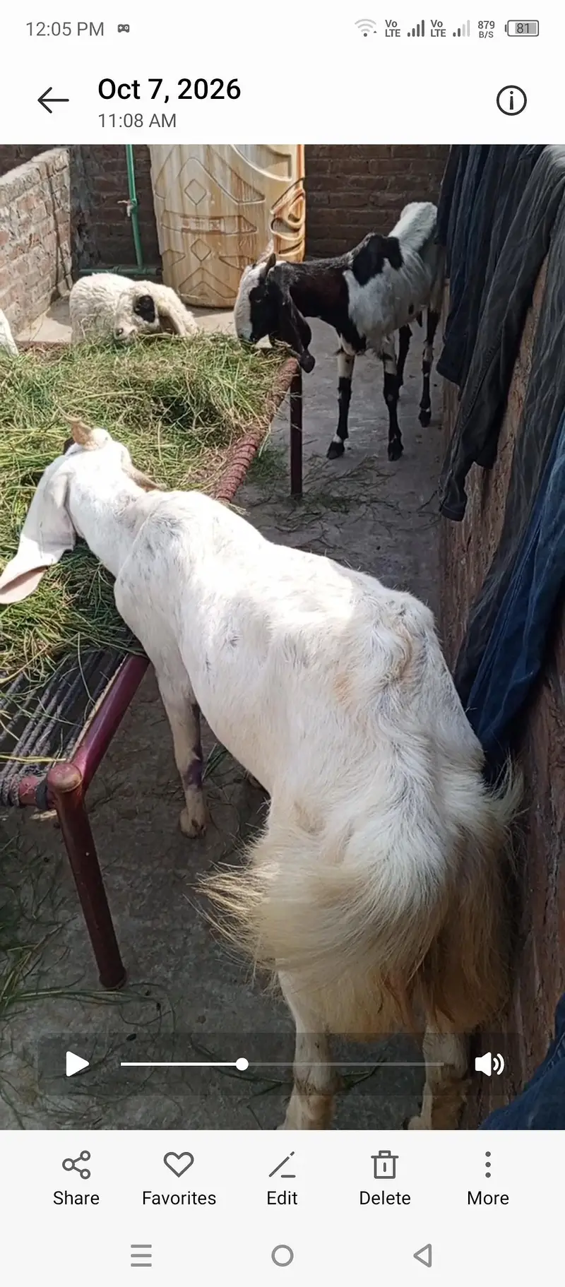 Bakra bakri bachay sale — photo 10