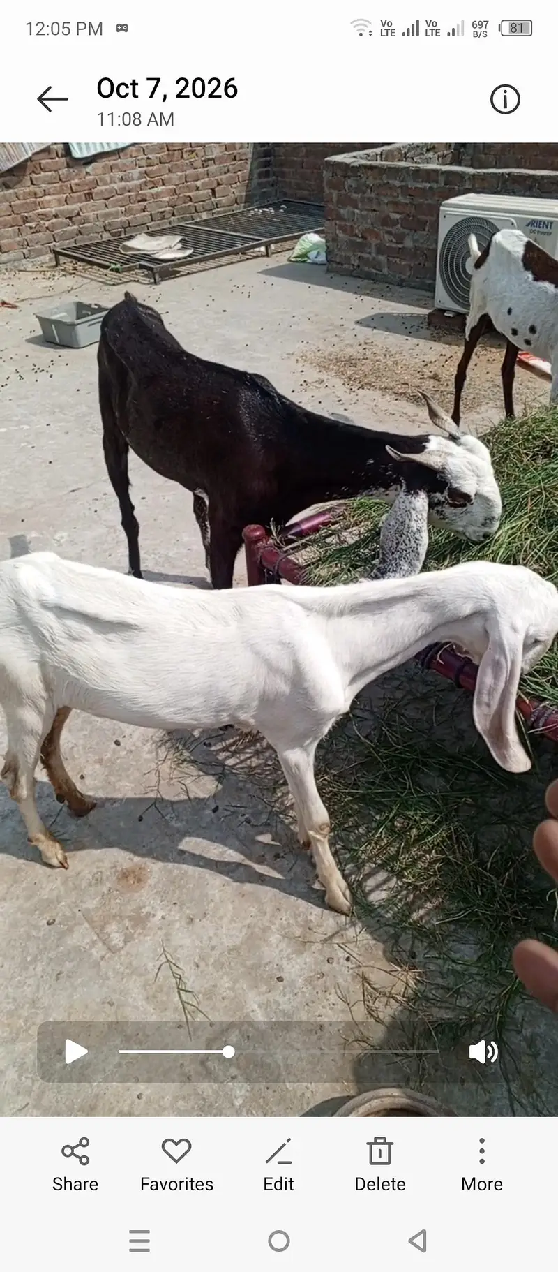 Bakra bakri bachay sale — photo 11