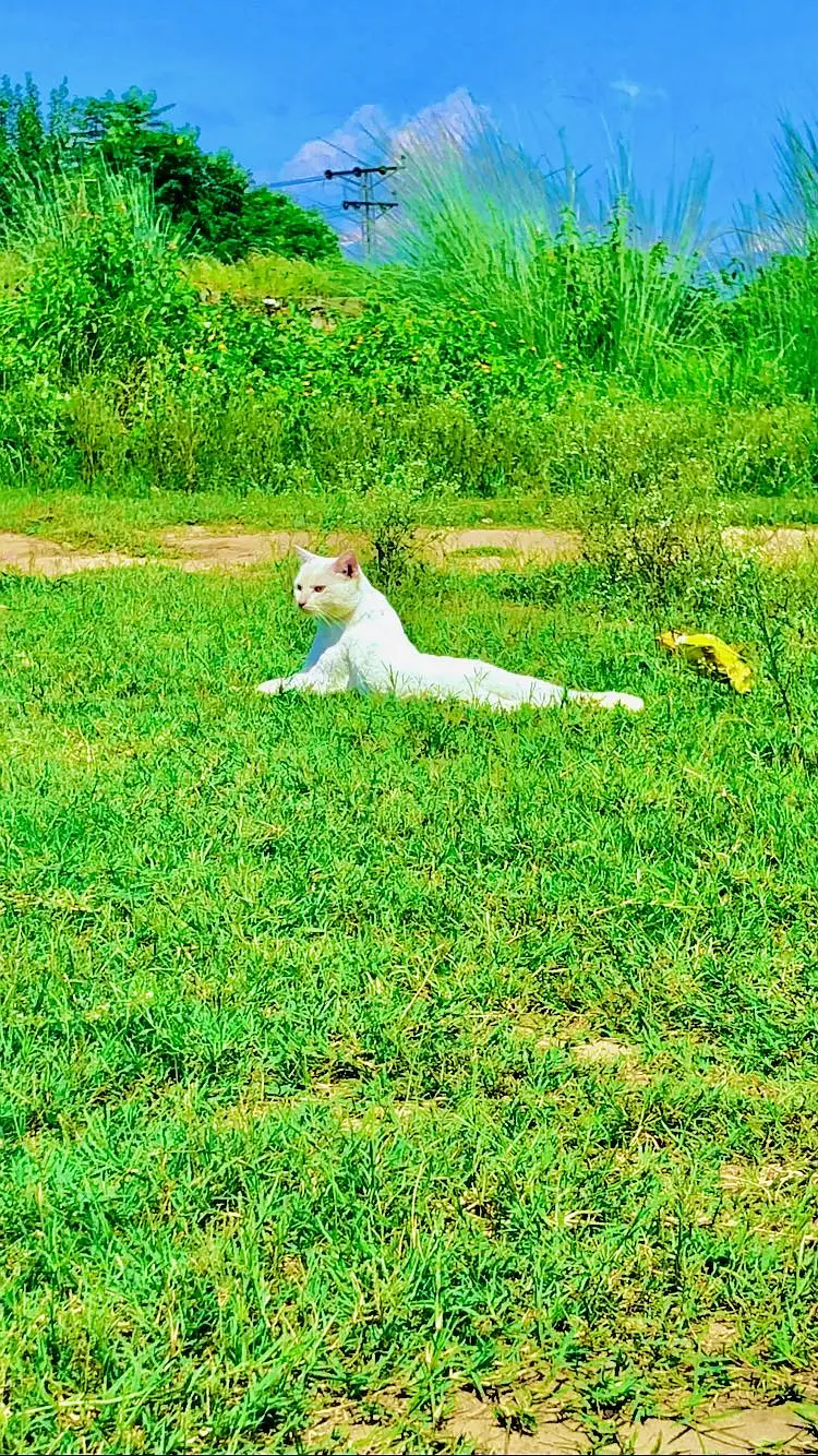 White beautiful cate  for Sale.  Dasi  breed 1 year old — photo 2