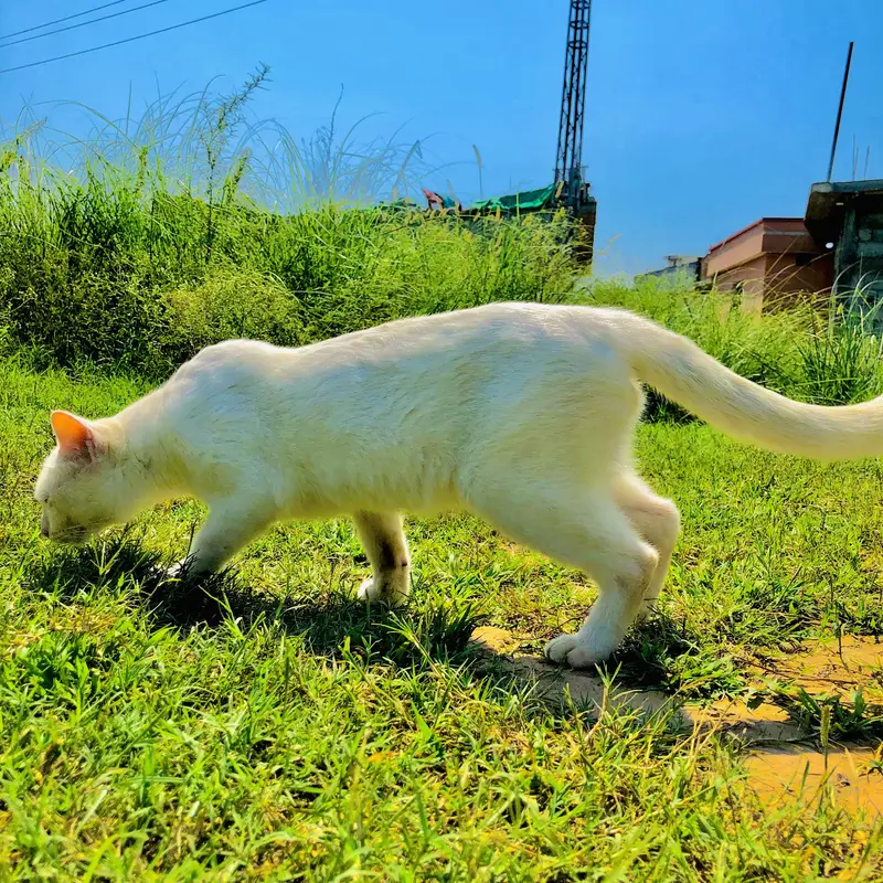 White beautiful cate  for Sale.  Dasi  breed 1 year old — photo 3
