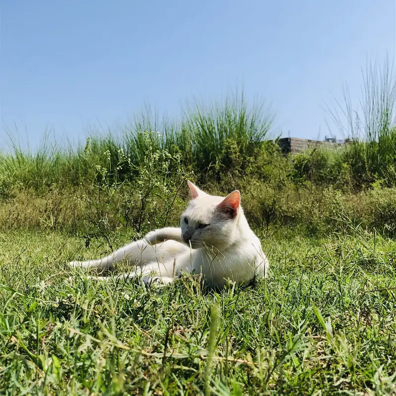 White beautiful cate  for Sale.  Dasi  breed 1 year old — photo 4