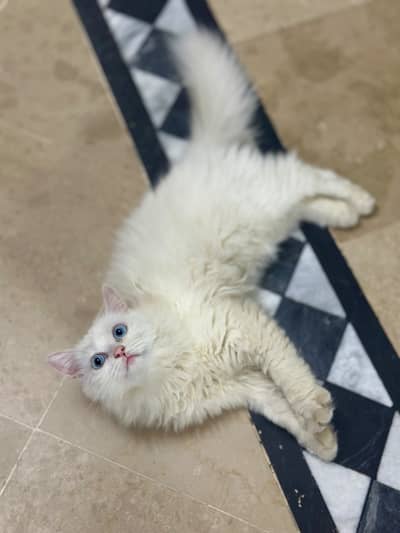 White blue eyes Female Kitten for sale
