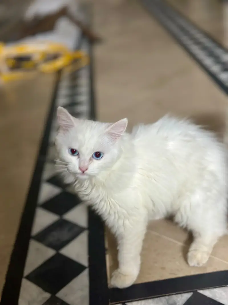 White blue eyes Female Kitten for sale — photo 2