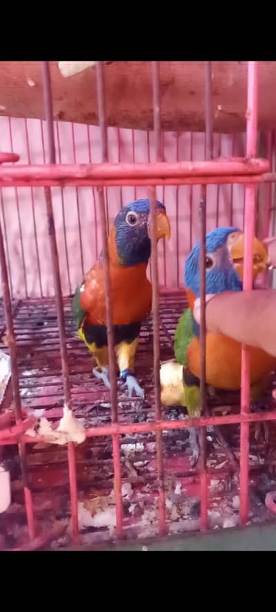 Parrots
