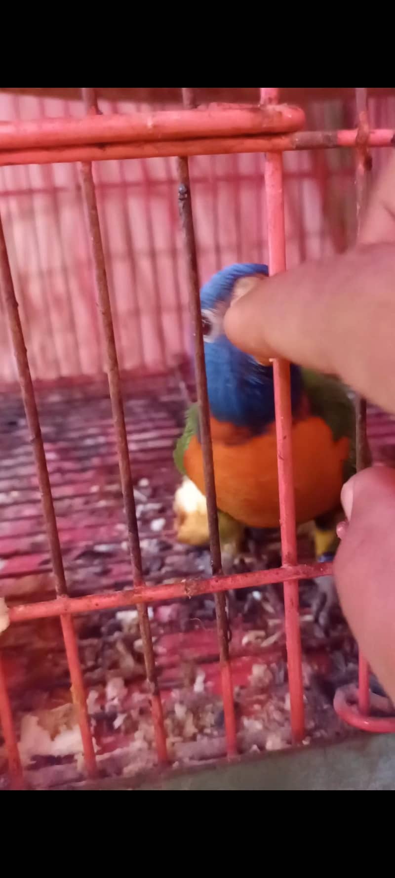 Rainbo lorry 1