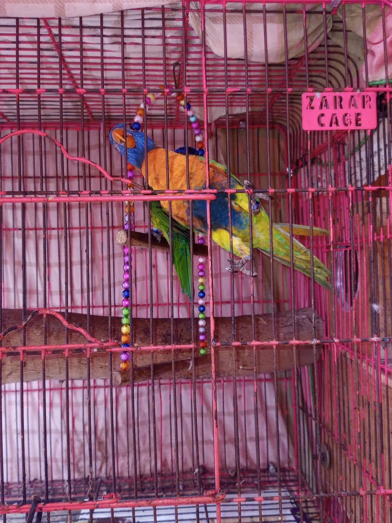 Rainbo lorry 5
