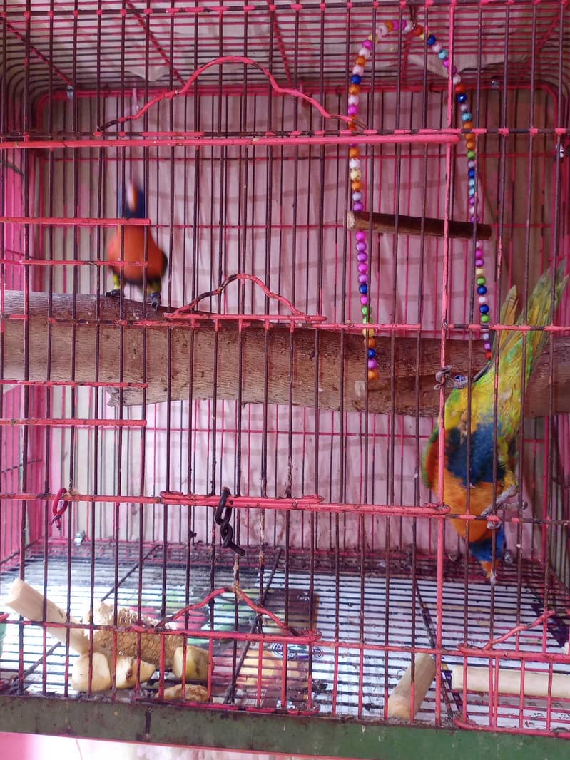 Rainbo lorry 7