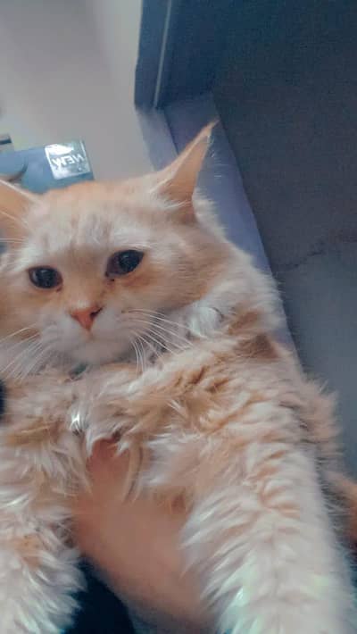 golden Persian cat litter trained healthy and playful