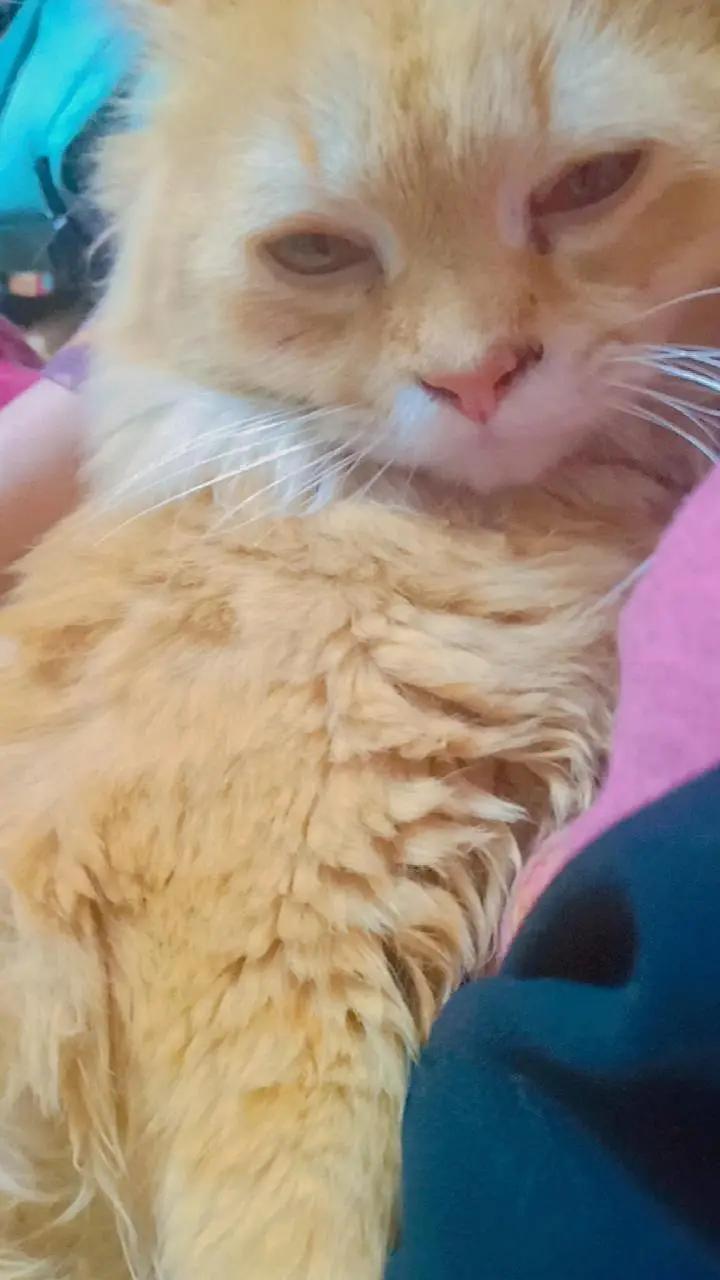 golden Persian cat litter trained healthy and playful — photo 2