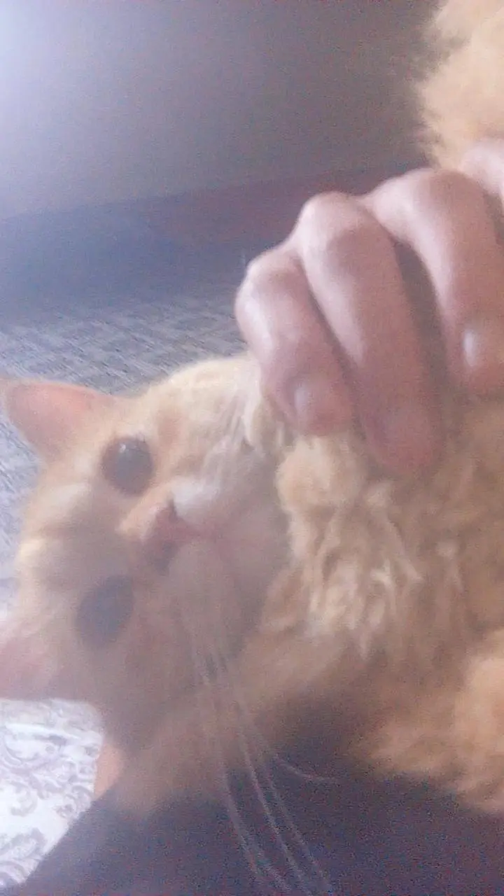 golden Persian cat litter trained healthy and playful — photo 3