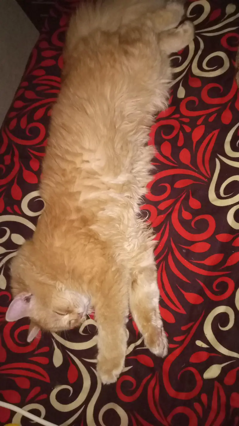 golden Persian cat litter trained healthy and playful — photo 4