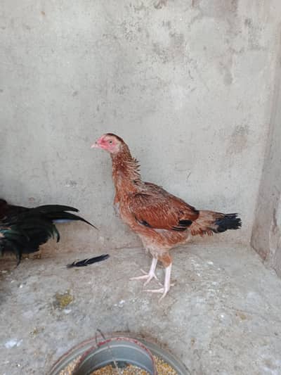 aseel Madi for sale