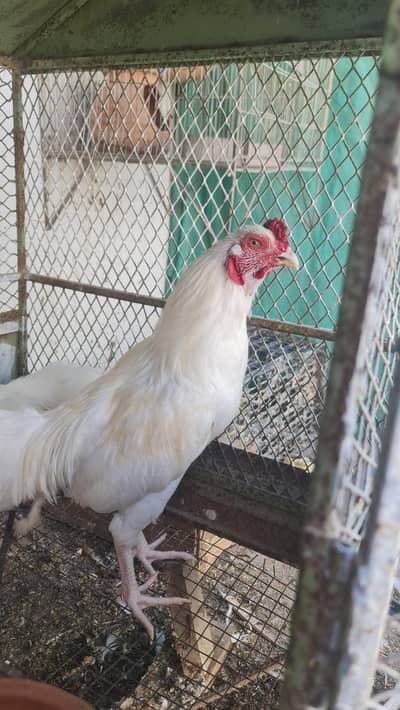 Heera pair for sale