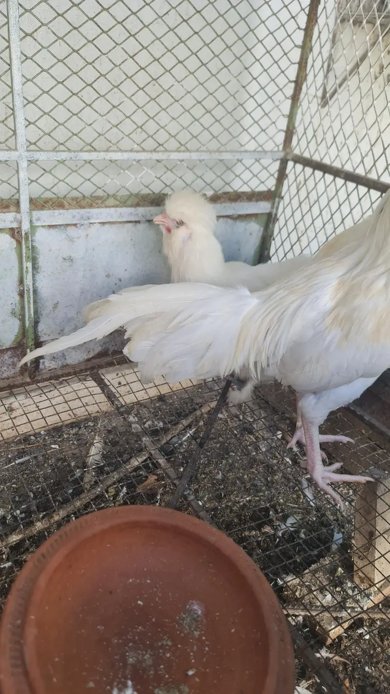 Heera pair for sale — photo 3