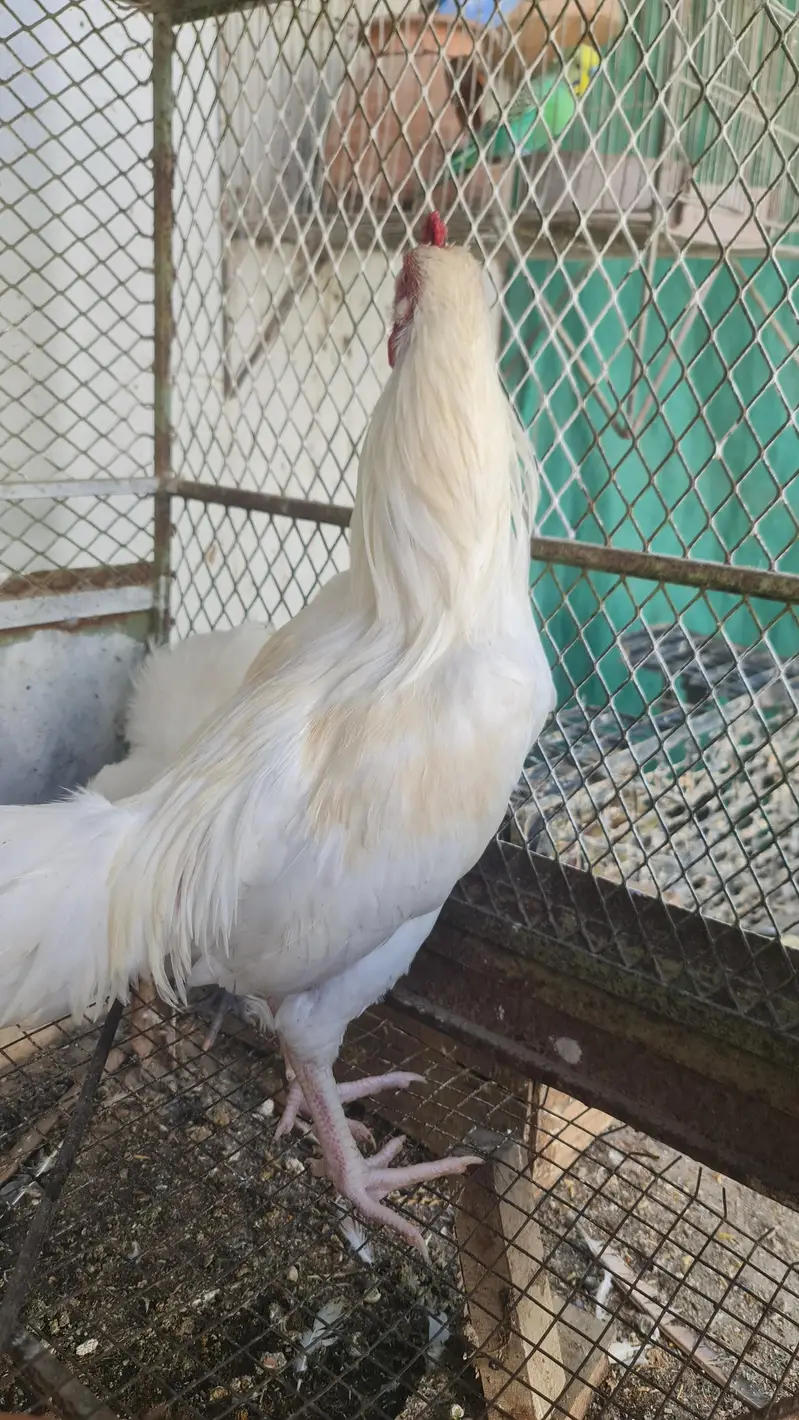 Heera pair for sale — photo 4