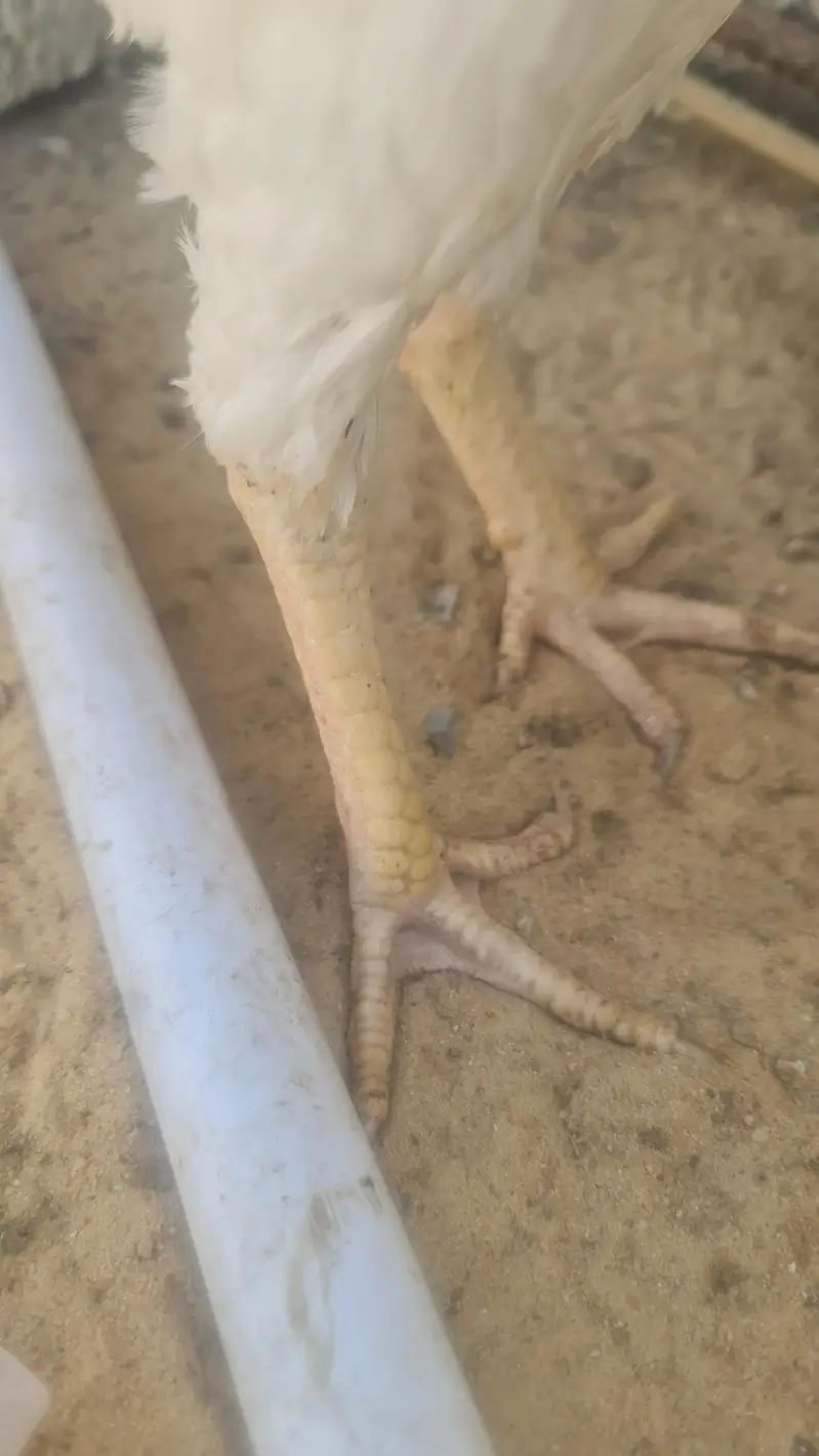 Heera pair for sale — photo 10