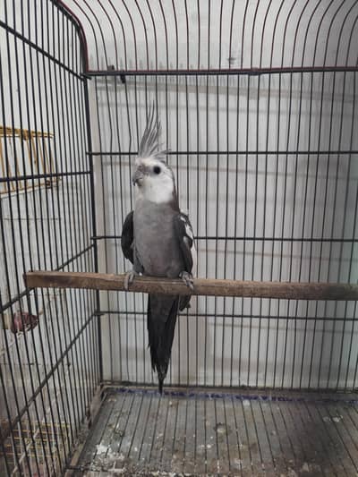 cocktail,Ringneck