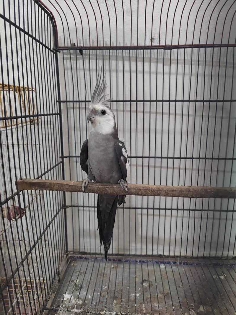 cocktail,Ringneck 0